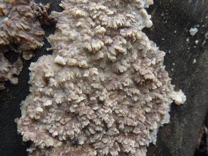 Phlebia rufa AMF 20170907-05