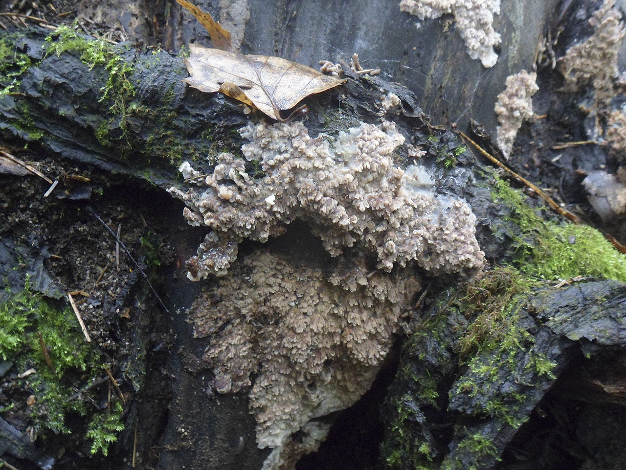 Phlebia rufa AMF 20170907-07