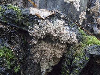 Phlebia rufa AMF 20170907-07