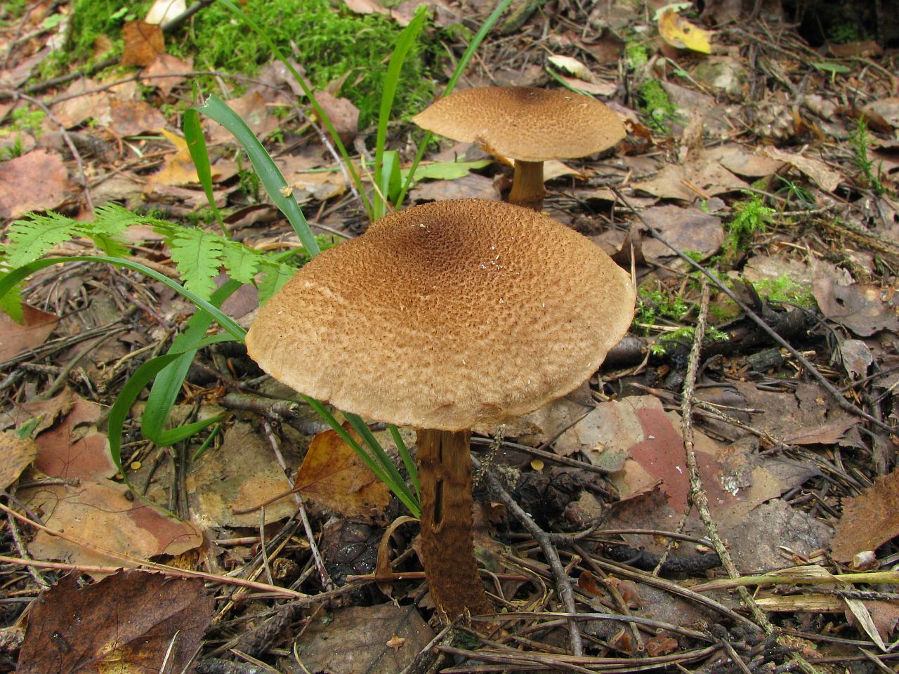 Cortinarius pholideus