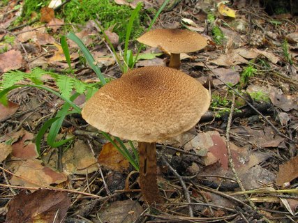 Cortinarius pholideus