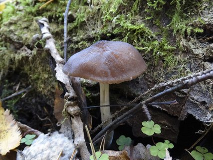 Pluteus phlebophorus AMF 20181012-04