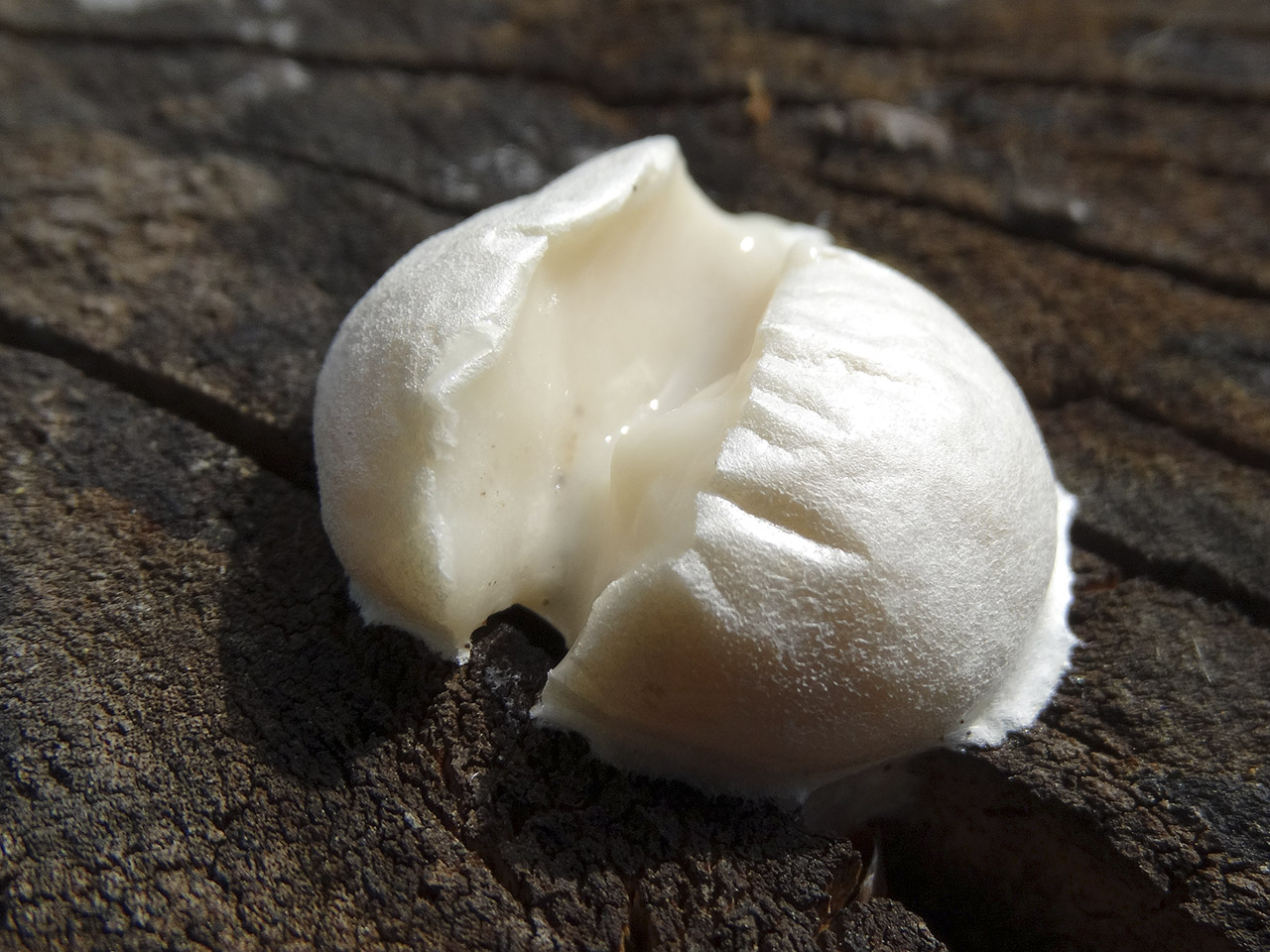 Reticularia lycoperdon AMF 20180504-06