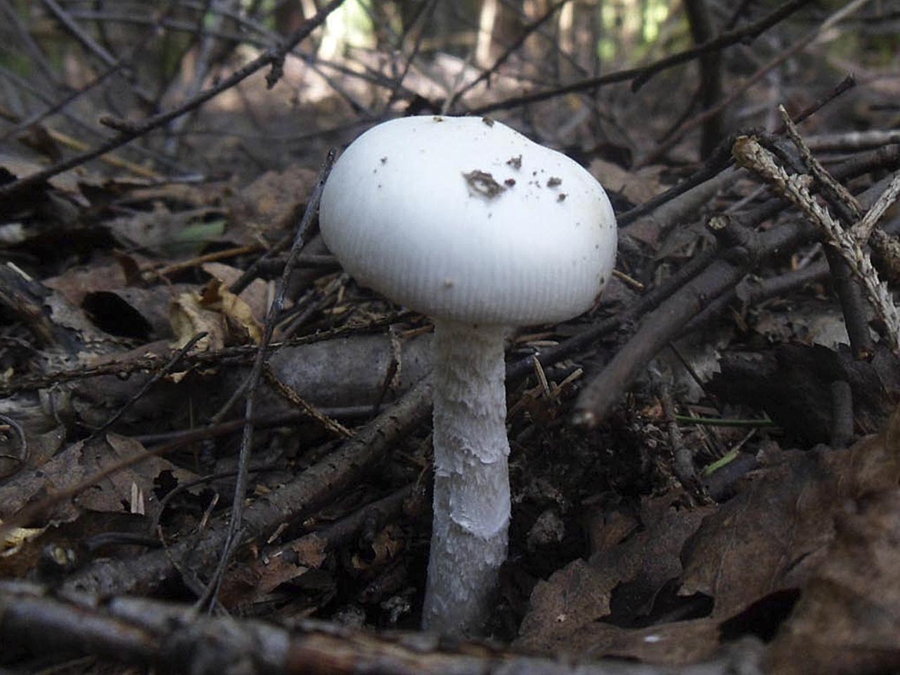 Saproamanita thiersii AMF 20130630-05