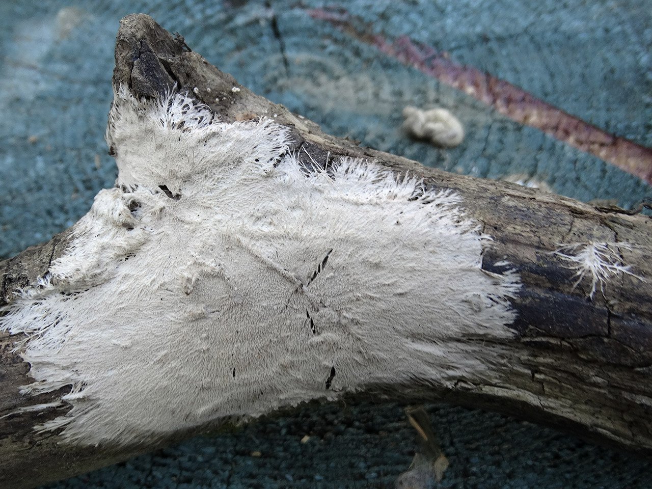 Steccherinum