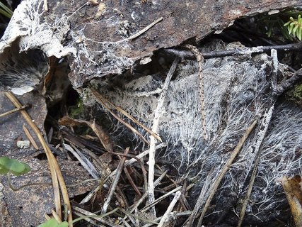 Steccherinum fimbriatum AMF 20171024-02