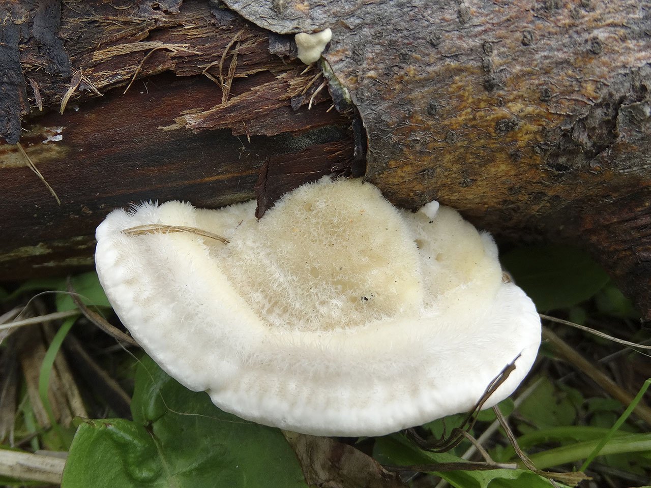 Trametes hirsuta