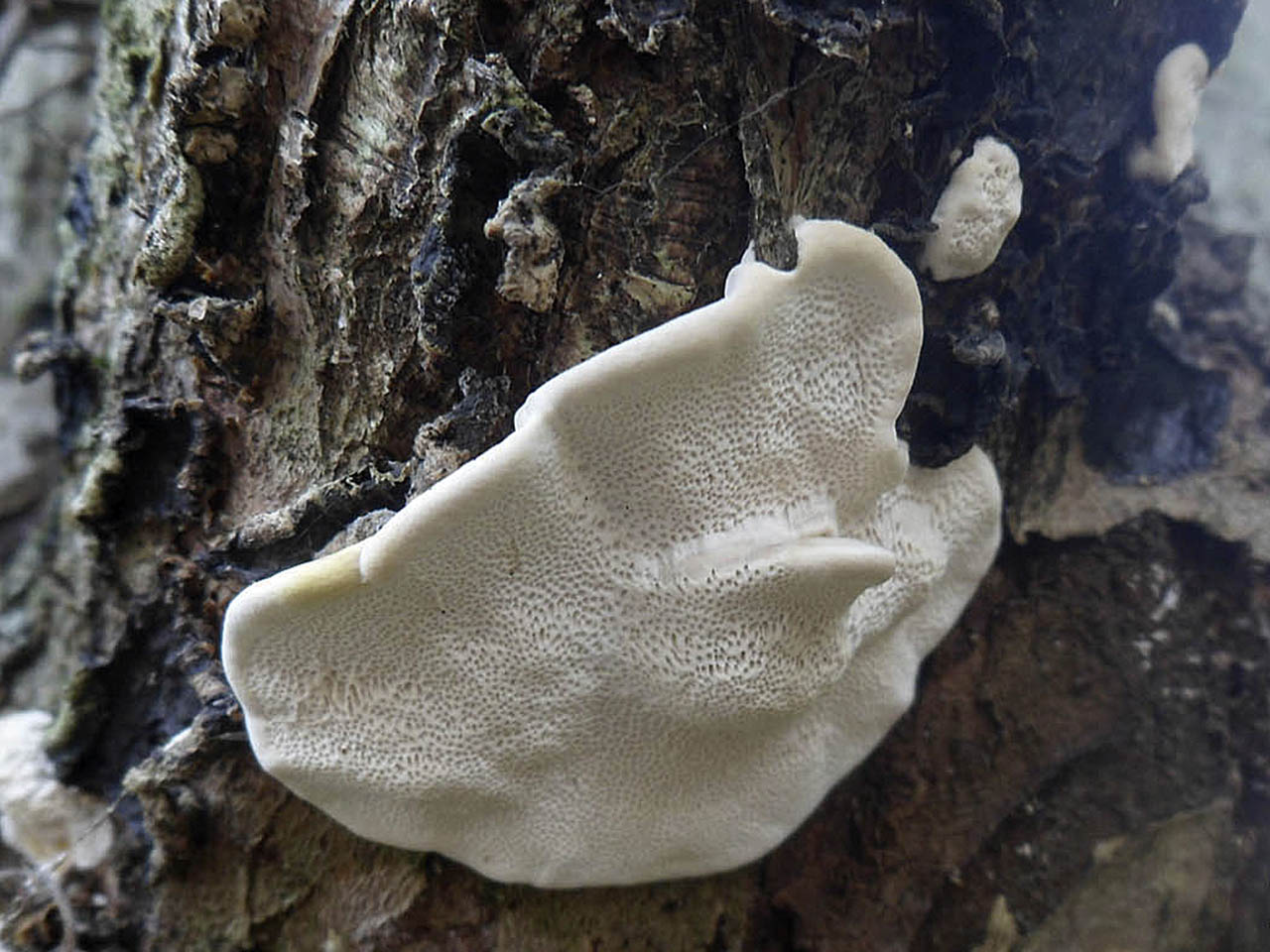 Trametes hirsuta AMF 20151017-02