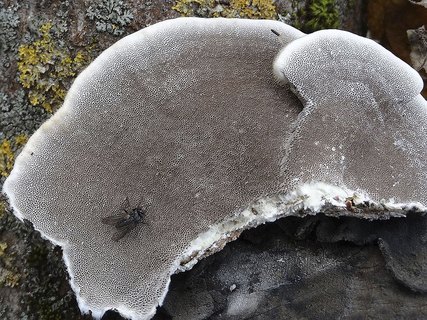 Trametes hirsuta AMF 20171024-06