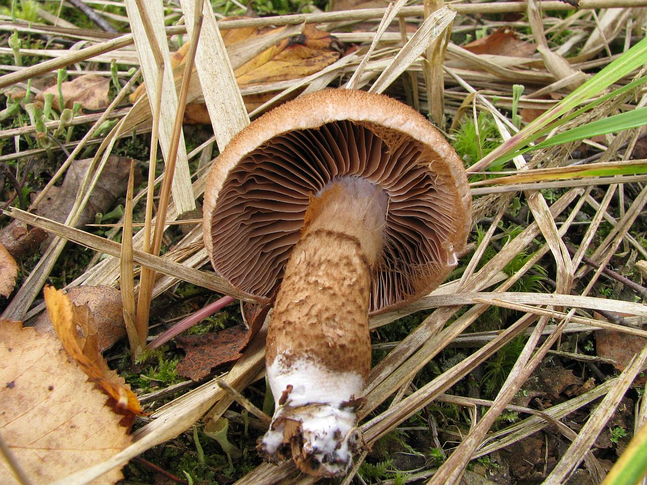 Cortinarius pholideus