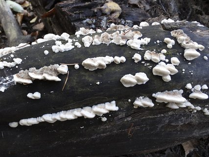 Trametes ochracea AMF 20181011-05