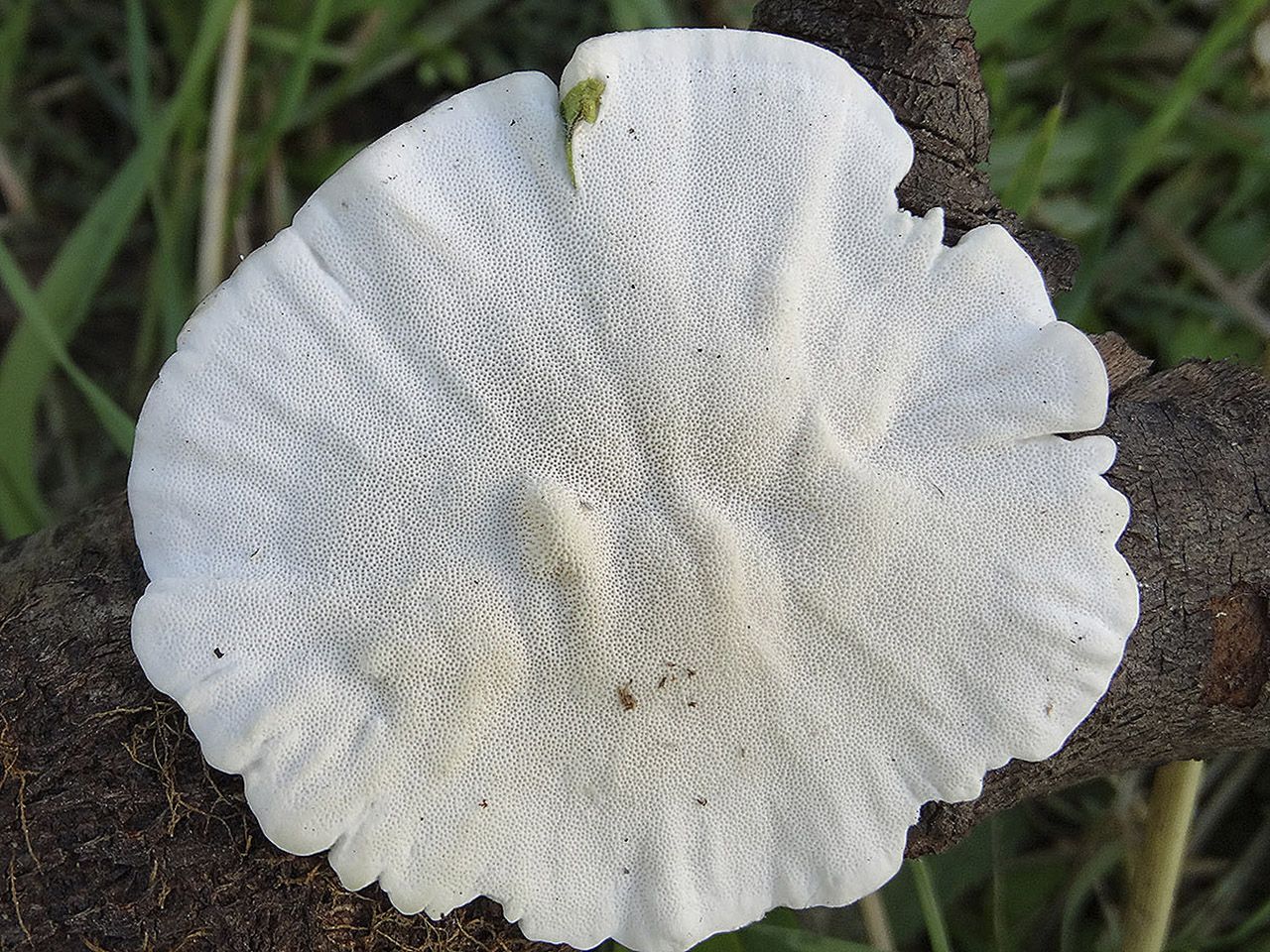 Trametes ochracea AMF 20170722-02