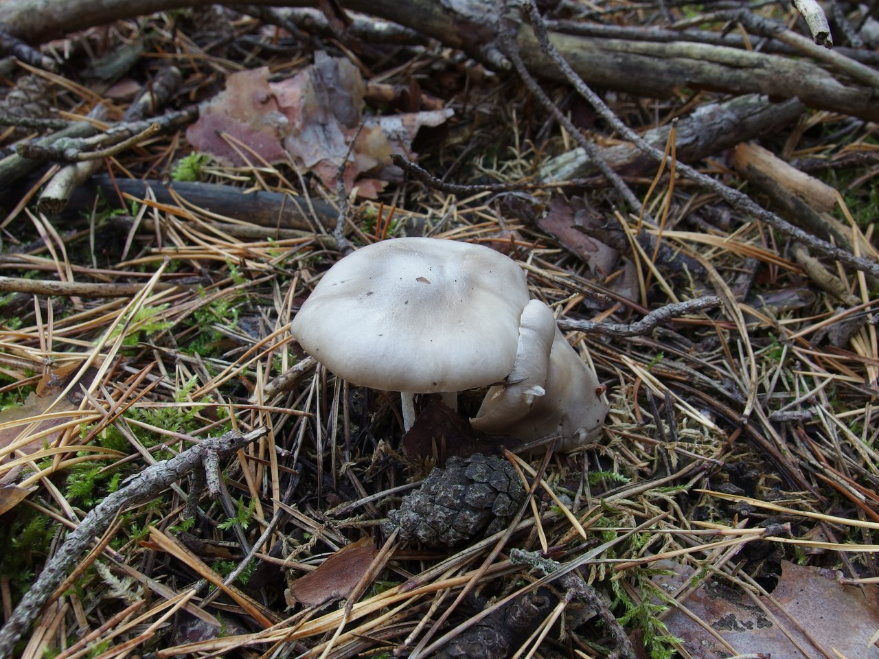 Hygrophorus agathosmus MVK 20180922-03