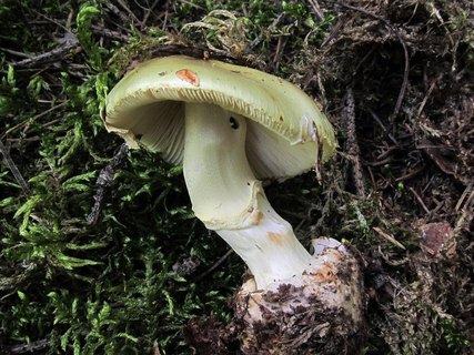 Amanita citrina