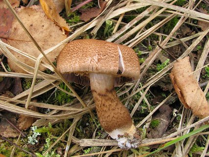 Cortinarius pholideus