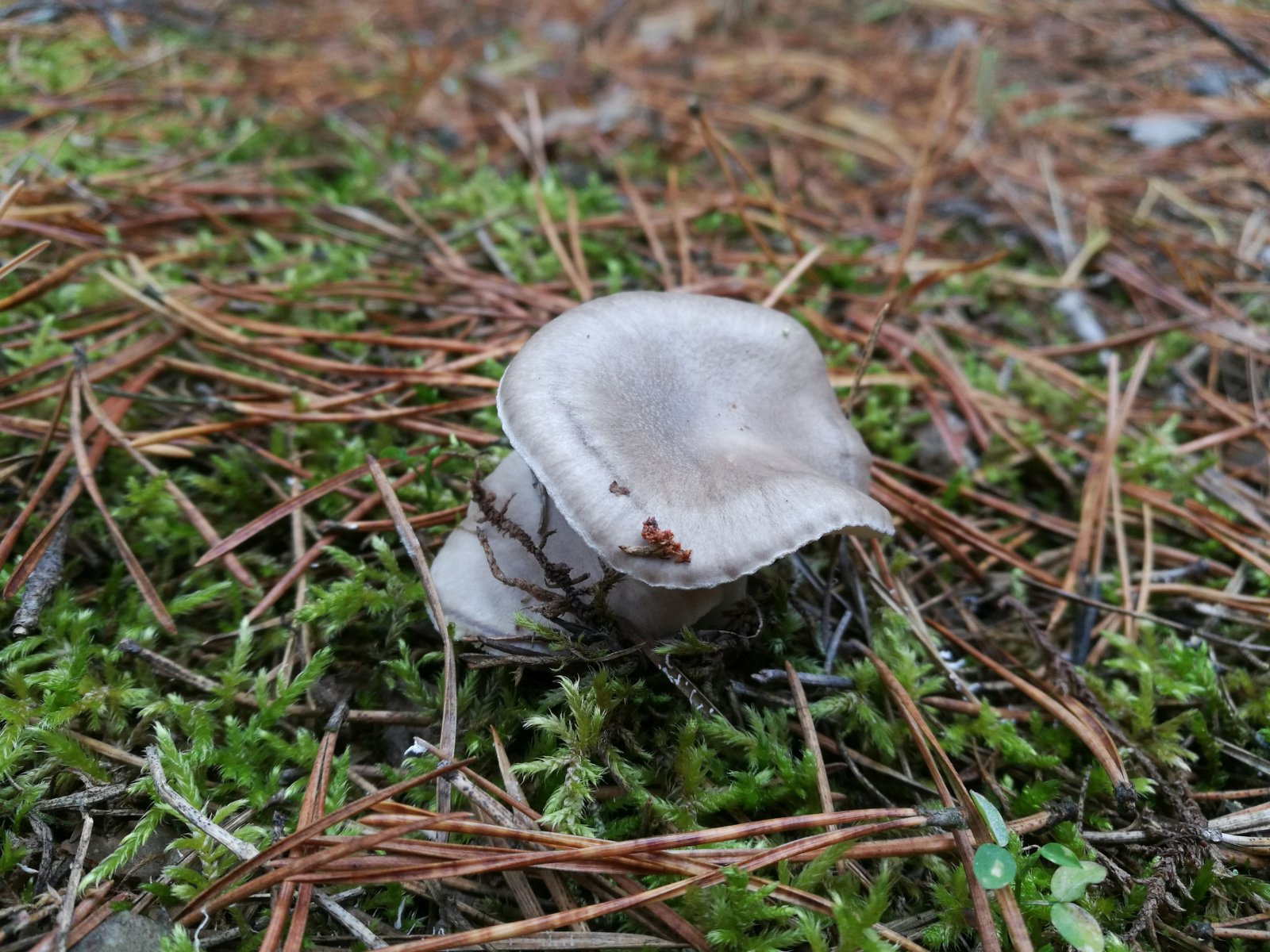 Hygrophorus agathosmus MVK 20191026-02