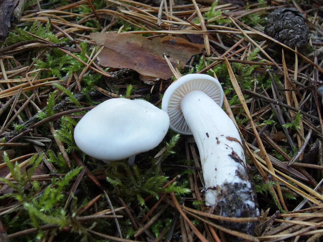Hygrophorus agathosmus MVK 20180922-01