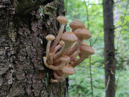 Armillaria borealis MVK 20210912-06