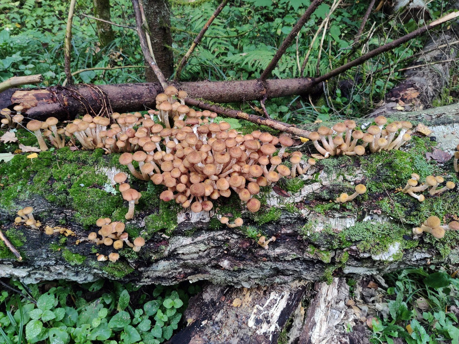 Armillaria borealis MVK 20210912-01