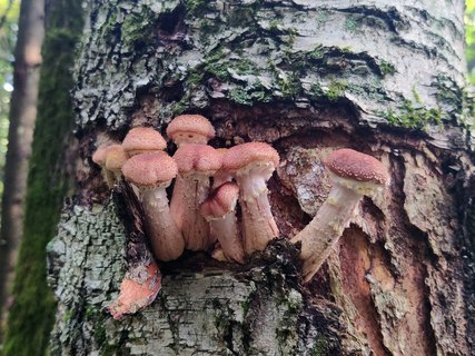 Armillaria borealis MVK 20210912-02