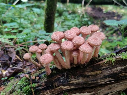 Armillaria borealis MVK 20210912-03