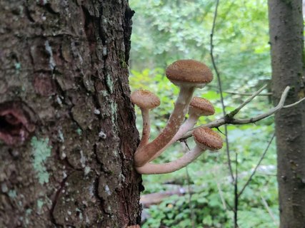 Armillaria borealis MVK 20210912-05