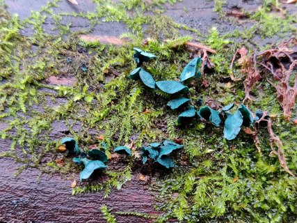 Chlorociboria aeruginascens MVK 20211017-01
