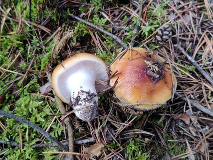 Cortinarius mucosus MVK 20210903-01