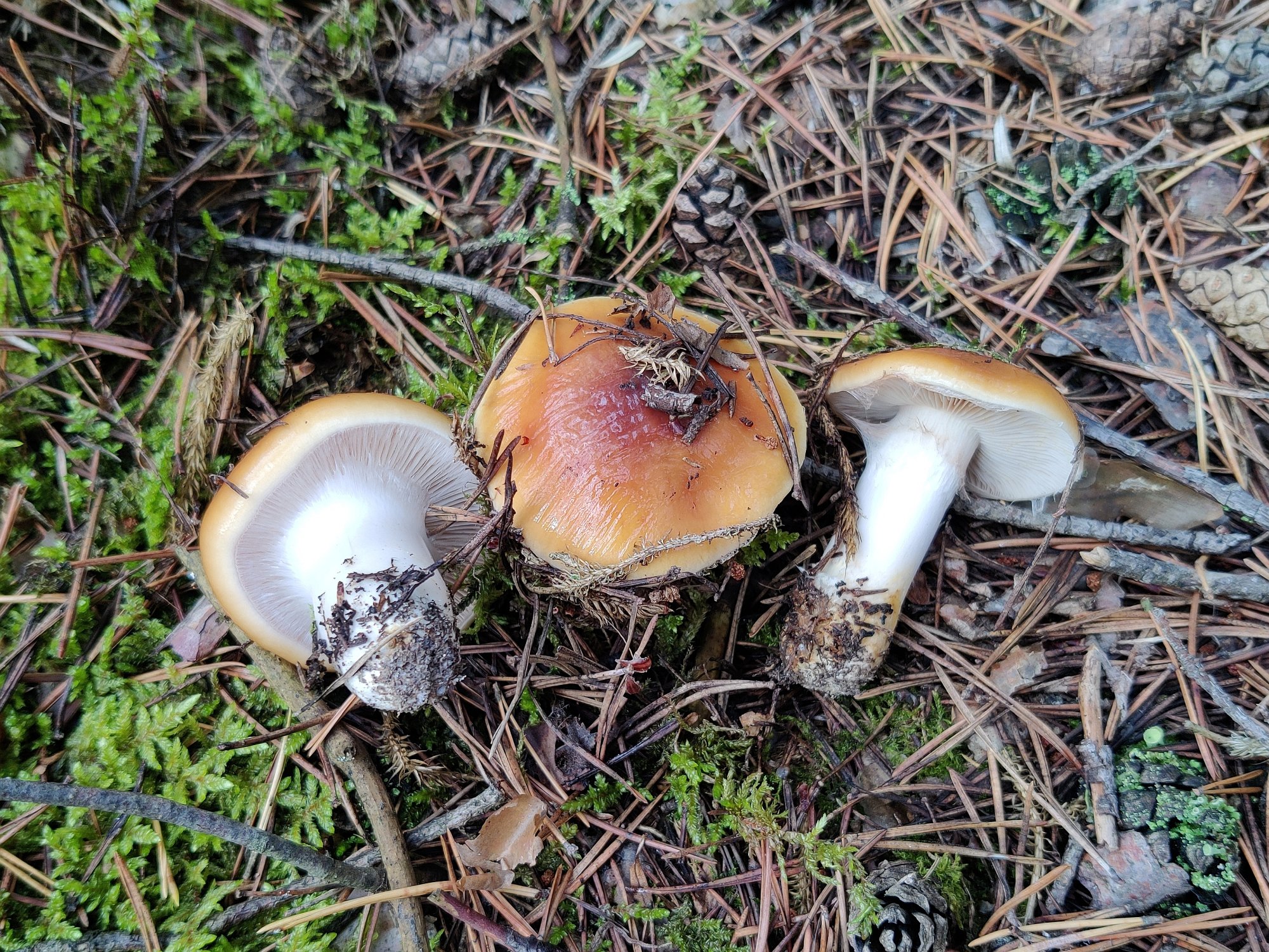 Cortinarius mucosus MVK 20210903-02