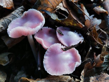 Mycena rosea VM 20211104