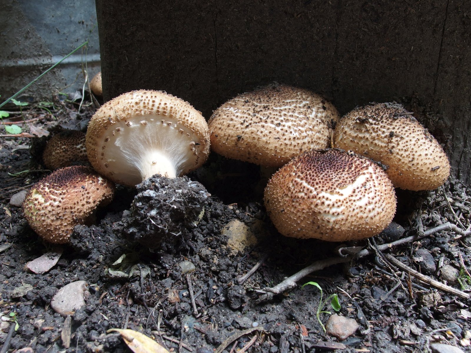 Echinoderma asperum MVK 20190804-05