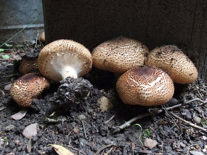 Echinoderma asperum MVK 20190804-05