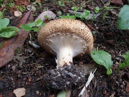 Echinoderma asperum MVK 20190804-03