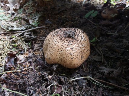 Echinoderma asperum MVK 20190804-01