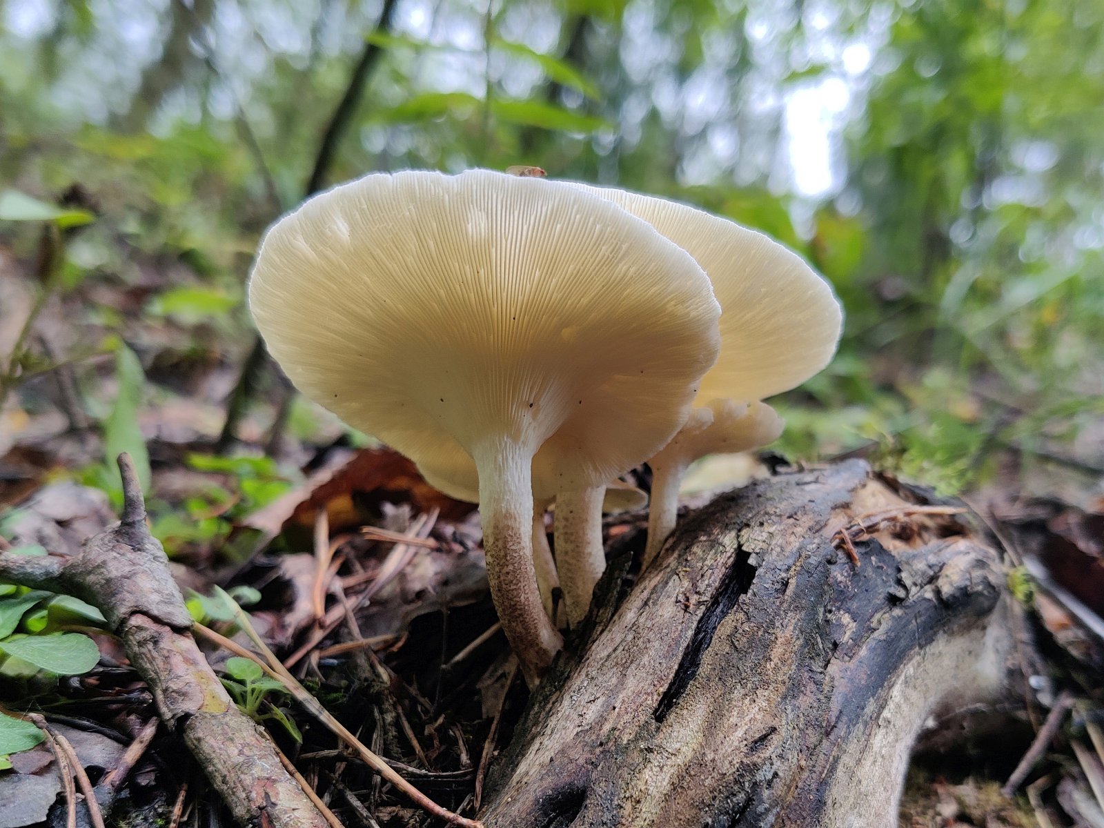 Lentinus tigrinus MVK 20210813-05