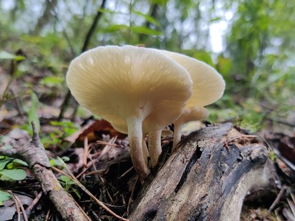 Lentinus tigrinus MVK 20210813-05