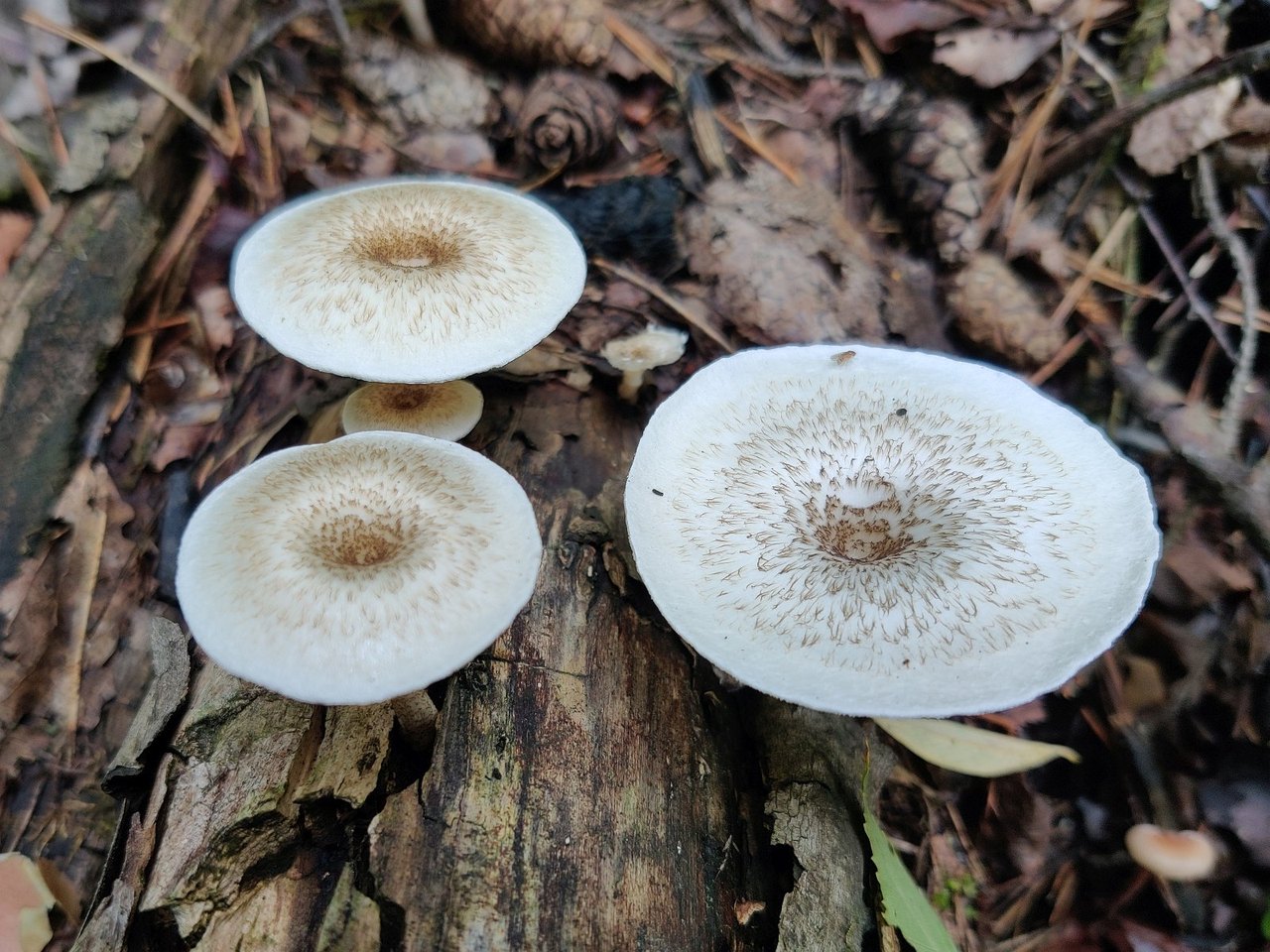 Lentinus tigrinus