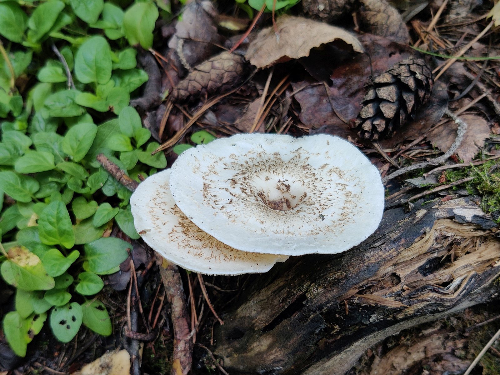 Lentinus tigrinus MVK 20210813-04