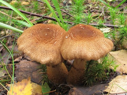 Cortinarius pholideus