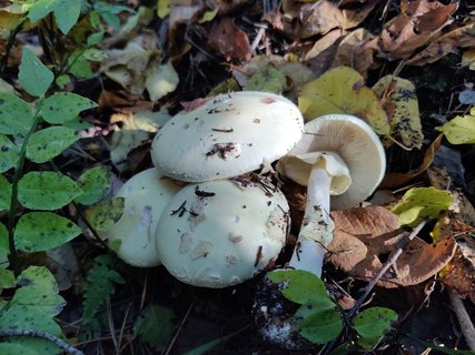 Amanita citrina MVK 20211006
