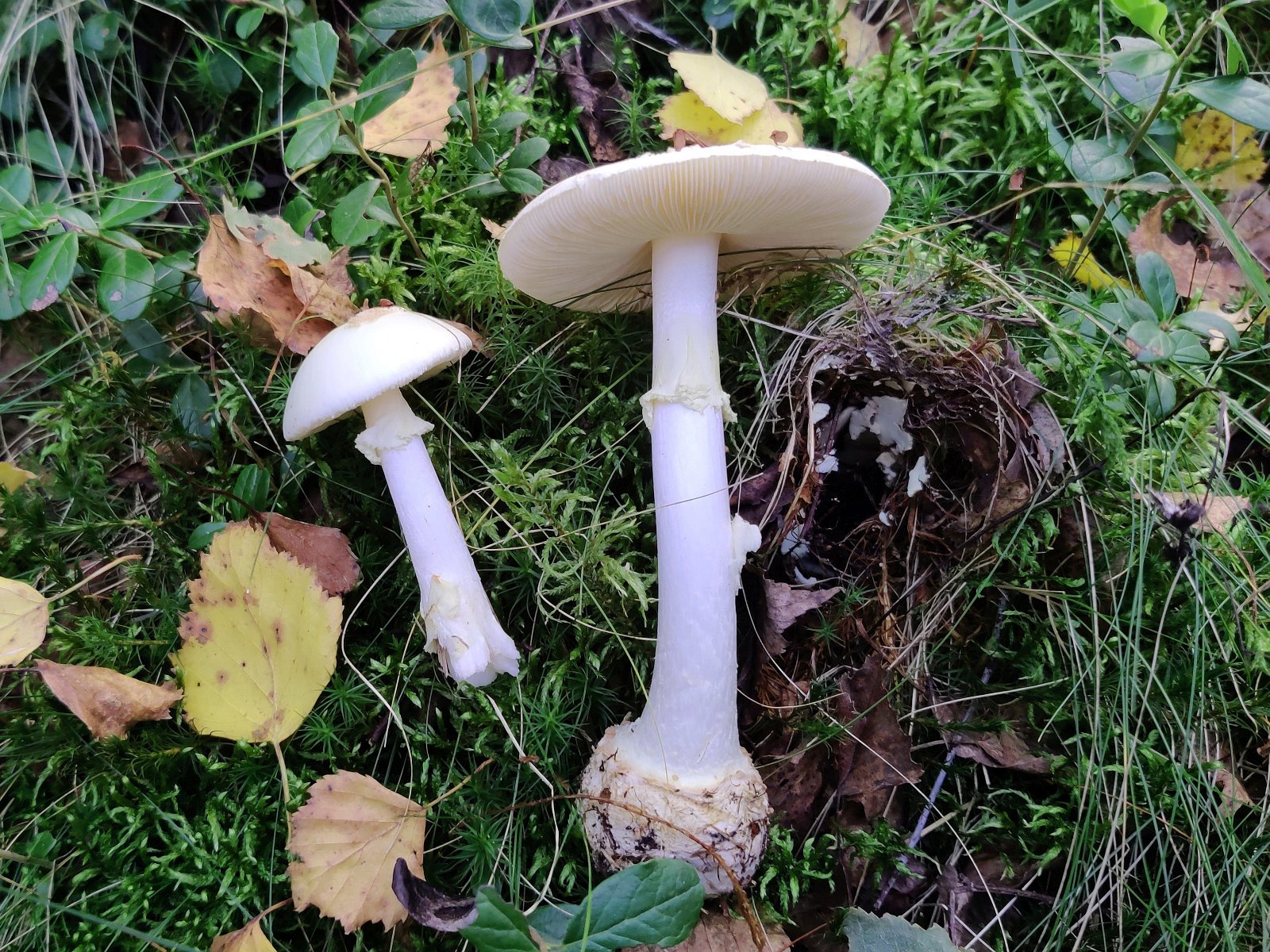 Amanita citrina MVK 20210917-02