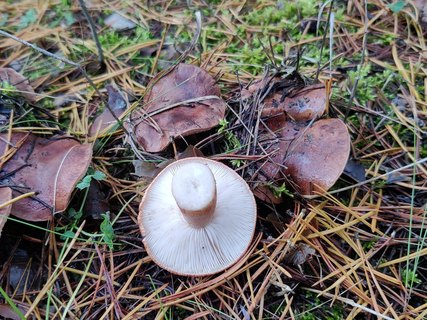 Tricholoma pessundatum MVK 20210925-01