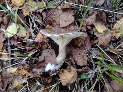 Ampulloclitocybe clavipes MVK 20210917