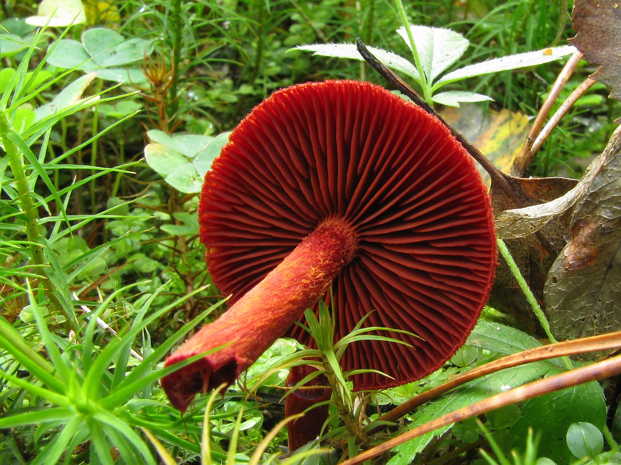 Cortinarius sanguineus