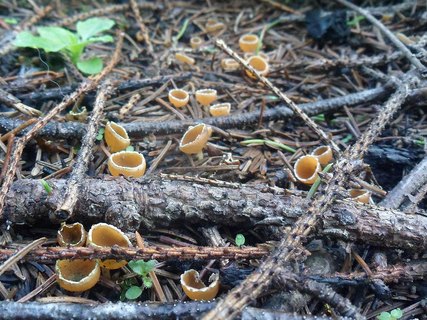 Geopyxis carbonaria AMF 20190823-07