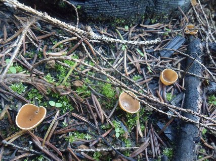 Geopyxis carbonaria AMF 20190823-08