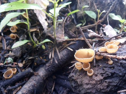 Geopyxis carbonaria AMF 20190806-03