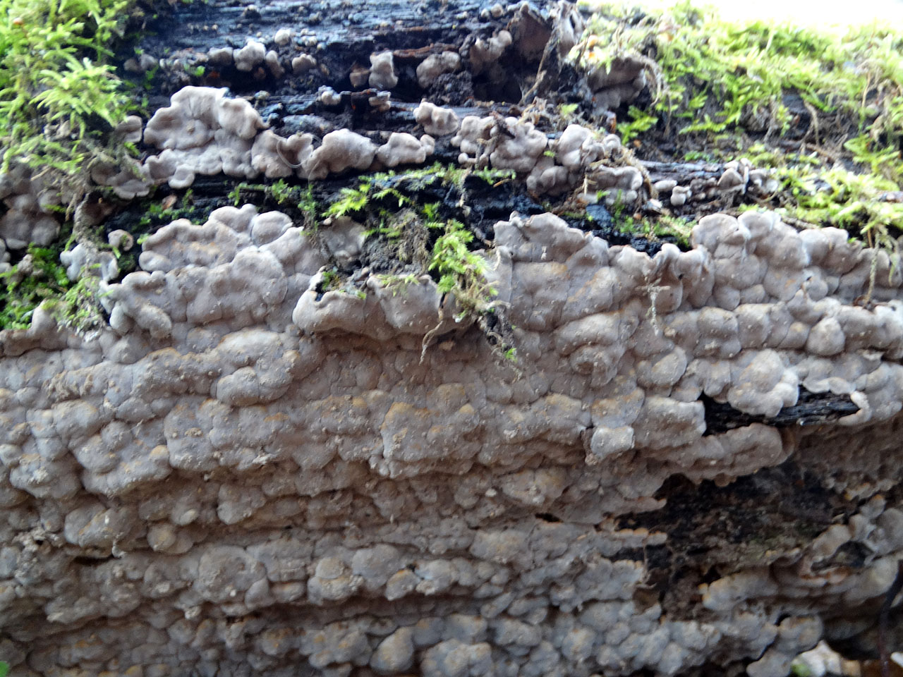 Xylobolus frustulatus AMF 20191115-01