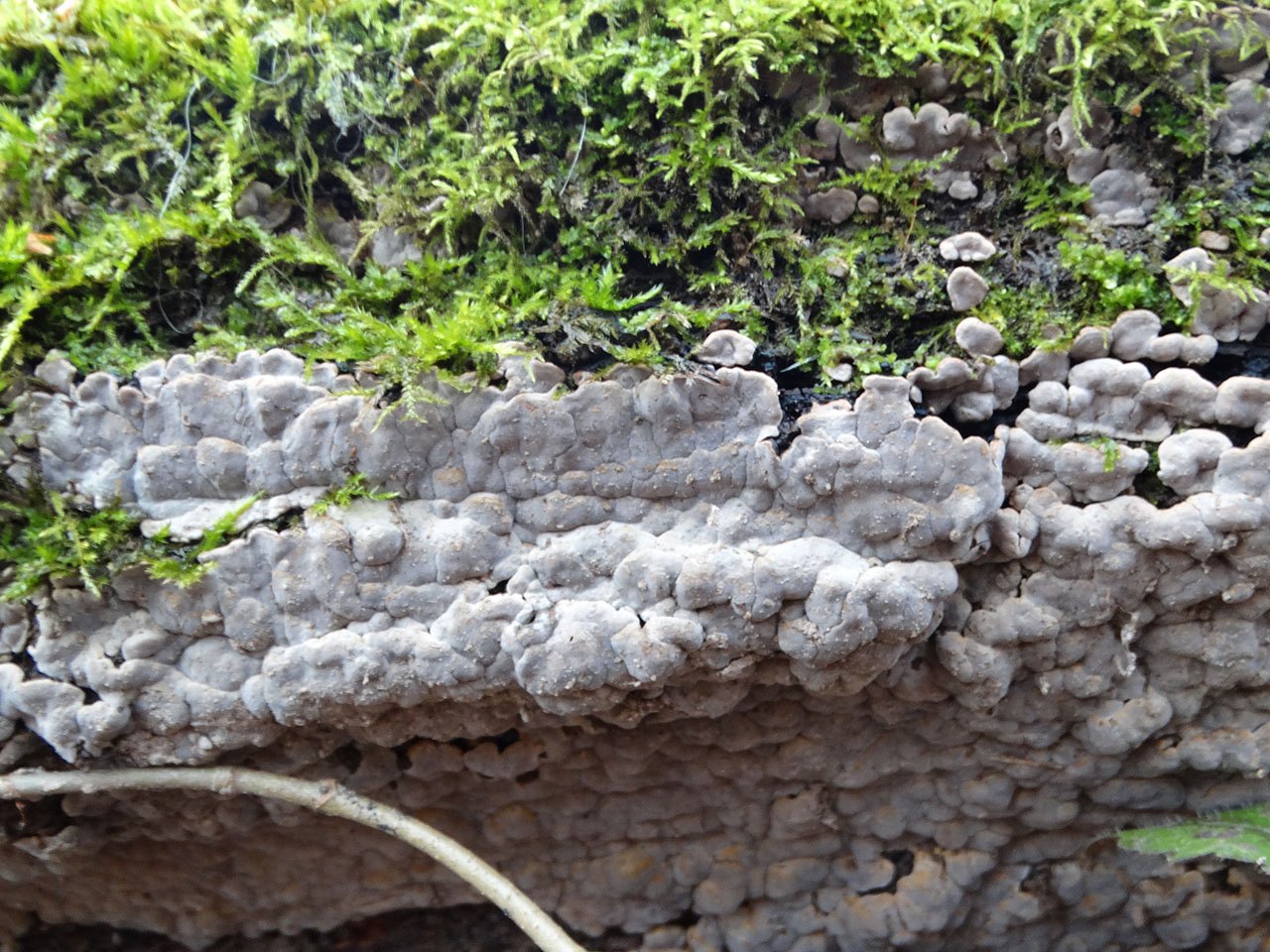 Xylobolus frustulatus