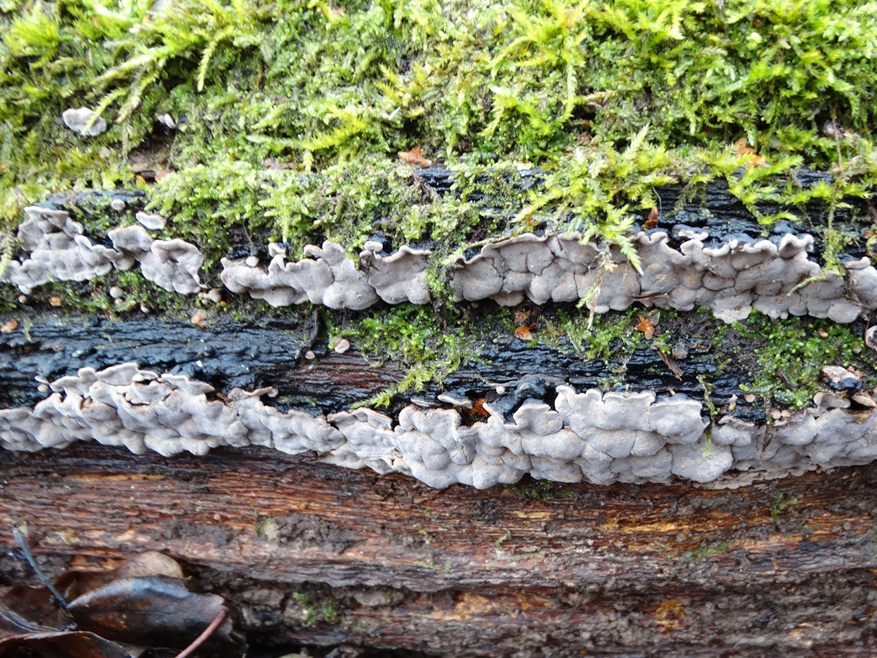 Xylobolus frustulatus AMF 20191115-03